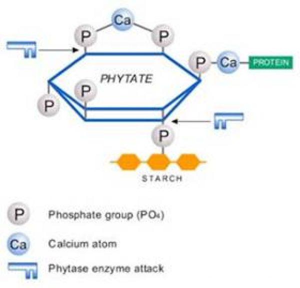 PHYTASE enzymes break down phytate. Healthy Natural Therapy