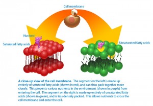 The relation between fat and nerve cells.