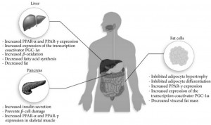 Beneficial Role of Bitter Melon Supplementation in Obesity and Related Complications in Metabolic Syndrome