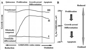 Cellular Redox: A Modulator of Intestinal Epithelial Cell Proliferation