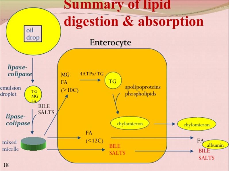 where are lipids digested