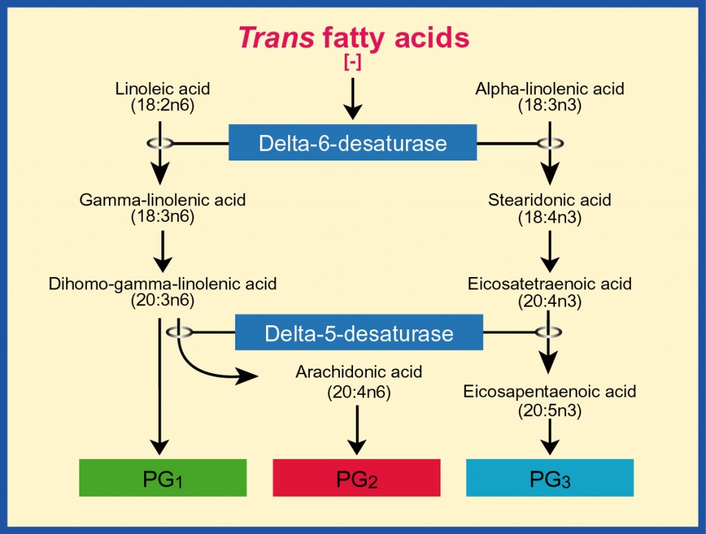 essential-fatty-acids