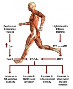 Brief intense interval exercise activates AMPK and p38 MAPK signaling and increases the expression of PGC-1 in human skeletal muscle