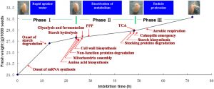 Physiological Features of Rice Seed in Germination