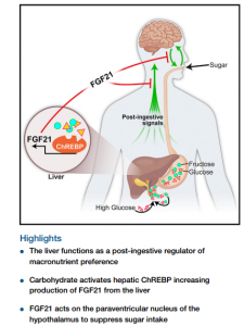 FGF21 – a liver hormone linking sugar cravings and cardiovascular disease.