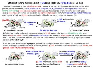 Fasting Mimicking Diet Restores Insulin Production in Pancreatic Islets from People with T1D and in Mice Models of Type 1 and 2 Diabetes (T1D and T2D)