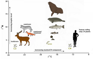 Information about Stable Carbon and Nitrogen Isotope Analysis