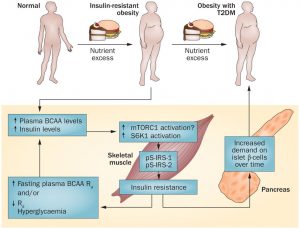 Branched-chain amino acids in metabolic signalling and insulin resistance