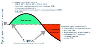 Неспецифические адаптационные реакции организма.