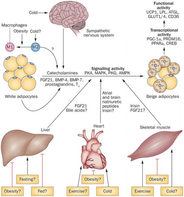 Healthy Natural Therapy | Berries, grapes and other fruits convert ...