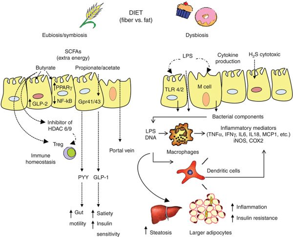 Understanding the role of gut microbiome in metabolic disease risk ...