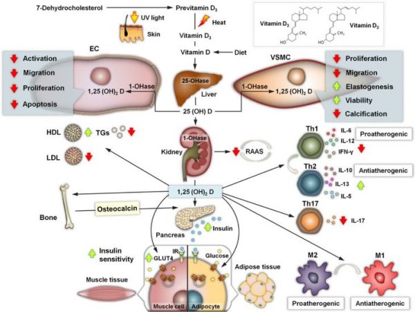 Vitamin D Metabolism and Mechanism of Action – Healthy Natural Therapy